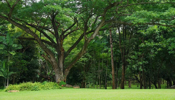 Parkta ağaçlar olan yeşil çimenler