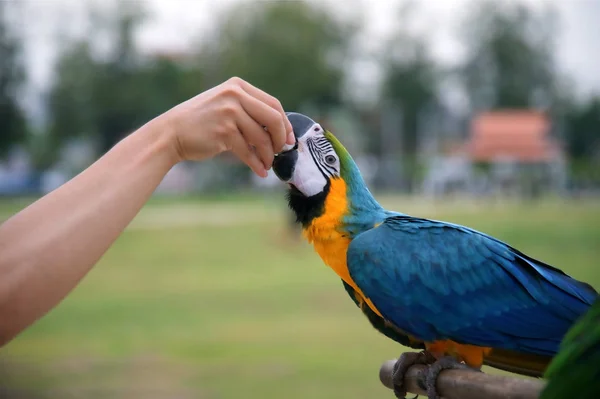 Годування папуги з рук: крупним планом — стокове фото