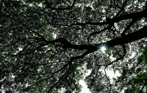 Silhueta de tronco de ramos de árvore contra céu — Fotografia de Stock