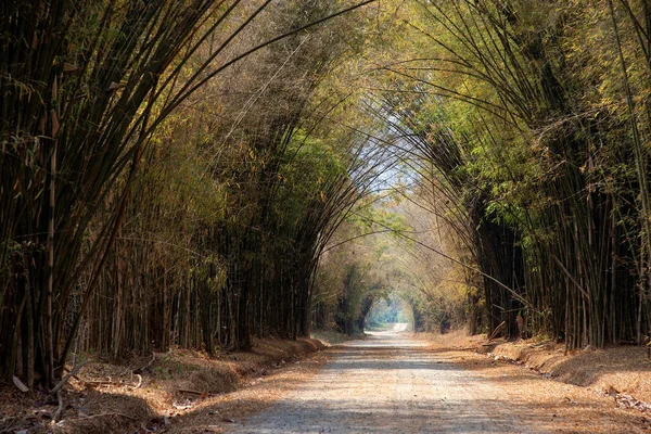 Tunnel bamboo trees road in summer : Khao kho, Phetchabun, Thail