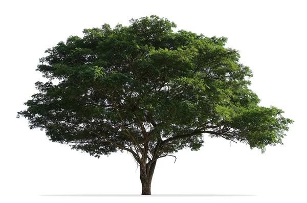 Beyaz arka plan üzerinde izole büyük yağmur ağaç — Stok fotoğraf