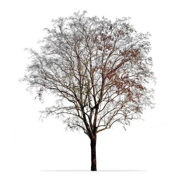 Fotografía del árbol sin hojas aislada sobre fondo blanco —  Fotos de Stock