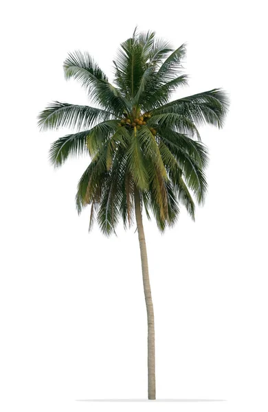 Palmera de coco con hojas verdes aisladas sobre fondo blanco —  Fotos de Stock