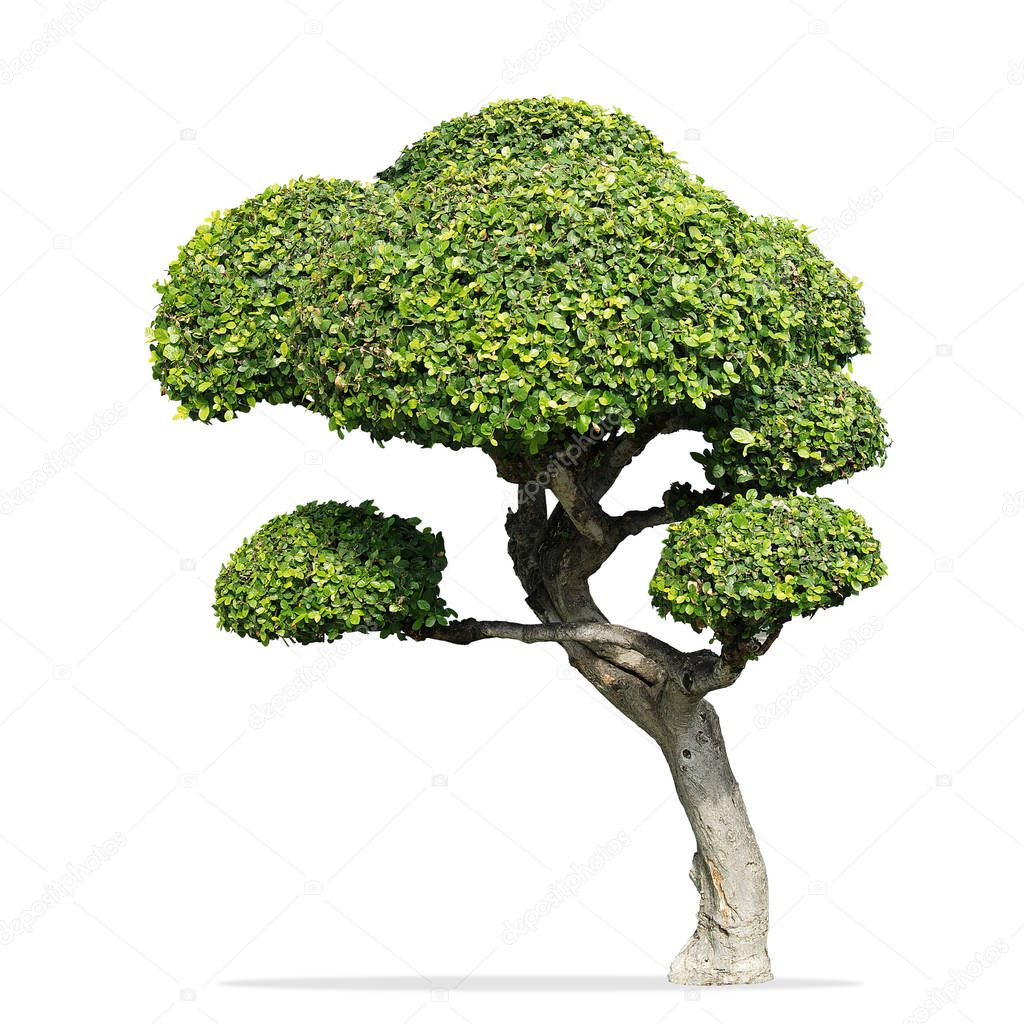 Fukien tea tree isolated, Carmona retusa (Vahl) Masam