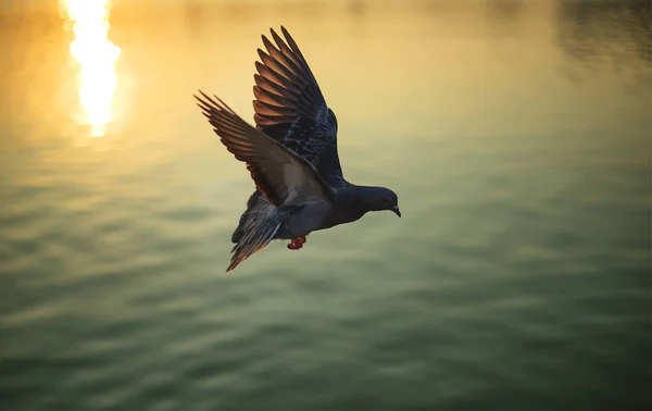 Flying pigeon on lake at sunset : Close up — Stock Photo, Image