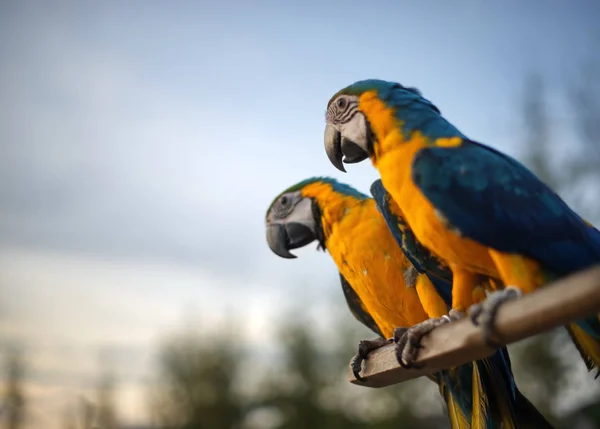 Due macaw blu e oro su sfondo cielo blu: Close up — Foto Stock