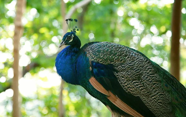 Close up peacock in forest — Stock Photo, Image