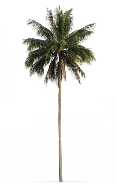 Coconut palm tree with green leaves isolated on white background — Stock Photo, Image