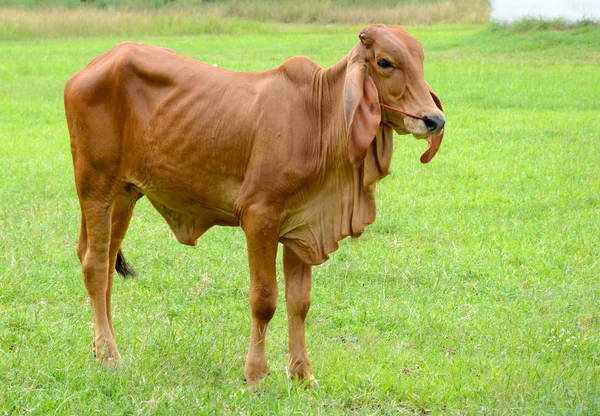 Brązowe krowy jedzą trawy — Zdjęcie stockowe
