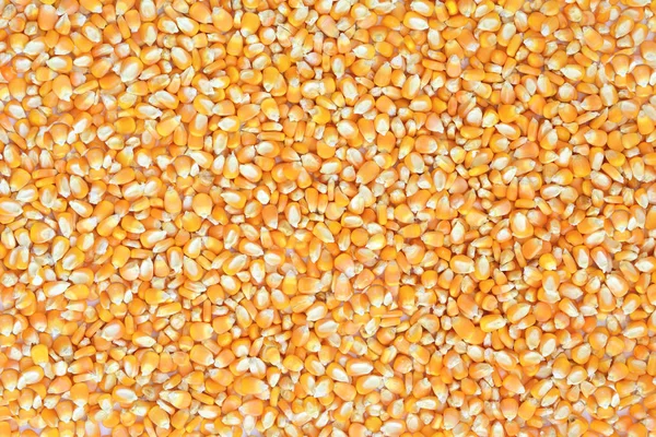 Kurutulmuş mısır çekirdekleri arka plan.