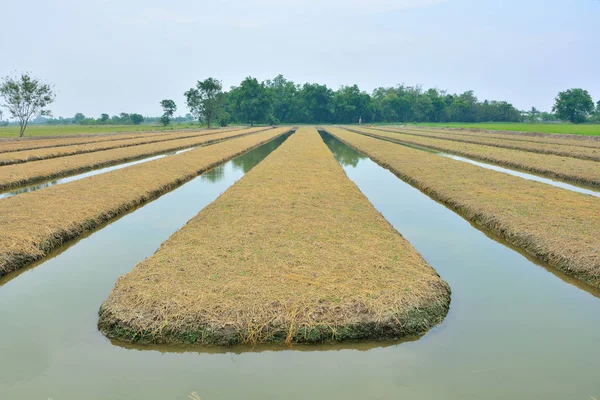 Vegetables have a canal around — Stock Photo, Image