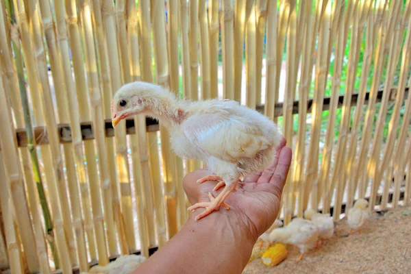 Jaune poussins debout sur les mains i — Photo