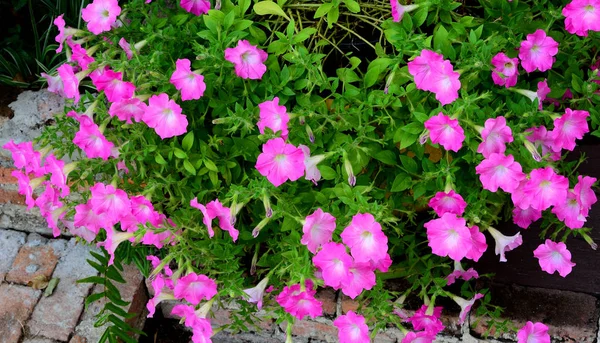 Grup Morning glory pembe çiçek  