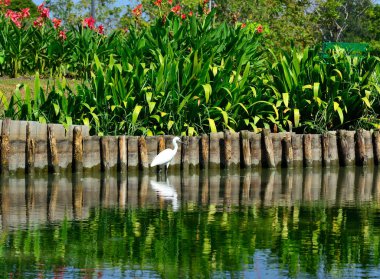 Portre ak balıkçıl gıda su arıyor