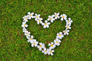 Plumeria çiçek bir araya grass.background üzerinde kalp şeklinde.