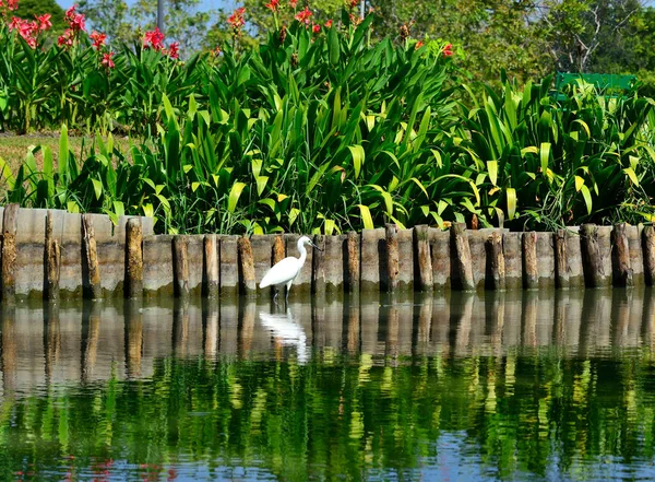 Portre ak balıkçıl gıda su arıyor