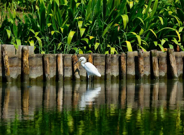 Retrato Egret está à procura de comida na água — Fotografia de Stock