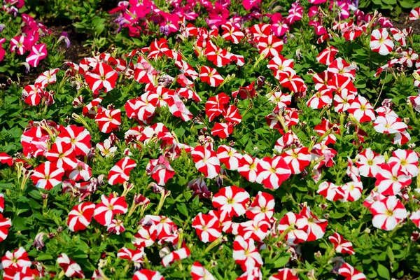 Grupo de flores de petunia de colores en el jardín Tailandia — Foto de Stock