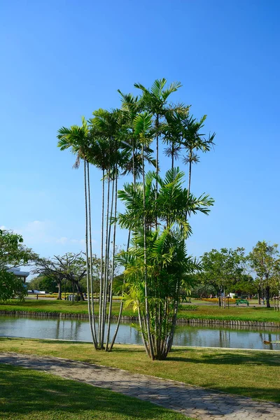 Närbild av royal palm träd i trädgården har blå himmel bakgrund — Stockfoto