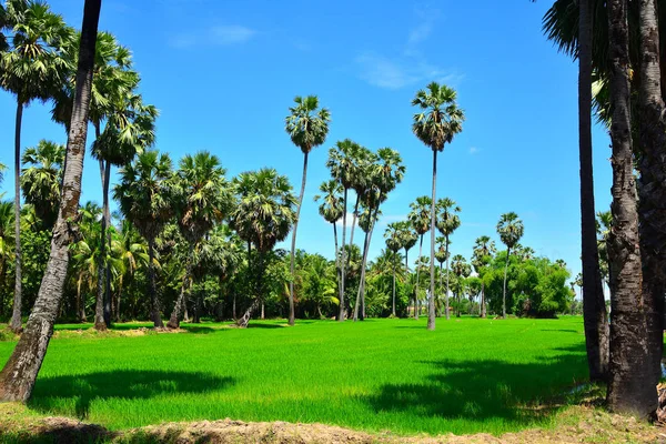 Sugar palm tree garden path with sunny — Stock Photo, Image