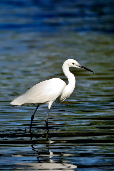 Portrait L'aigrette est à la recherche de nourriture dans l'eau a réflexion et w — Photo