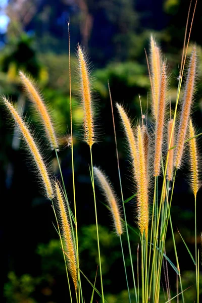 在树枝上关闭芦苇花群 — 图库照片