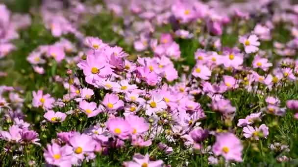 群粉红色的宇宙花 波浪风在花园里 合上宇宙之花 — 图库视频影像