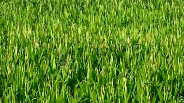 Sunny Field Corn Blowing Breeze Group Corn Field Background — Stock Video