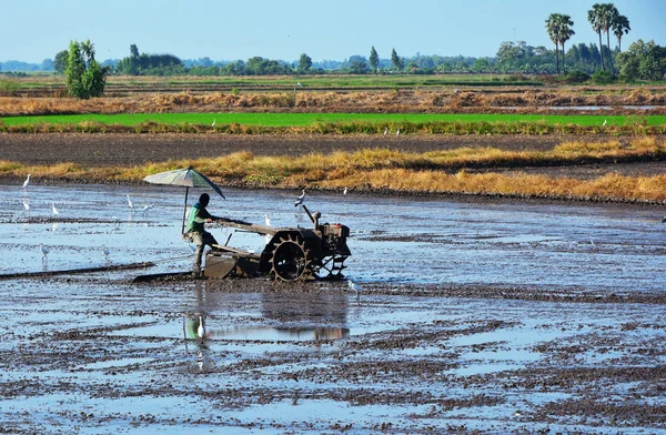 Tukang Kebun Mengendarai Traktor Untuk Menggarap Sawah — Stok Foto