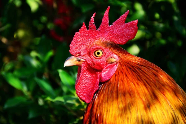 Primer Plano Cabeza Bantam Con Fondo Hojas Grupo —  Fotos de Stock