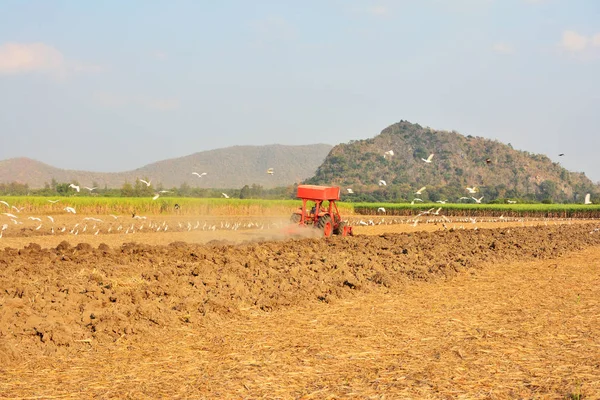 庭師は土を耕すためにトラクターを運転しています 食べ物を探しているペリカン山と空を背景に — ストック写真