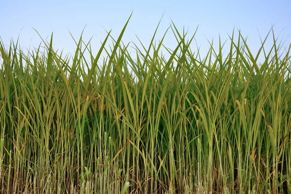 Gruppe Von Reispflanze Reisfeld Mit Blauem Himmel Hintergrund — Stockfoto