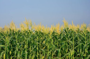Corn Garden grubunun yakın plan mavi gökyüzü arka planına sahip.
