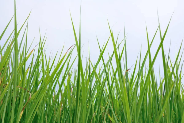 Gruppe Von Reispflanze Reisfeld Mit Blauem Himmel Hintergrund — Stockfoto