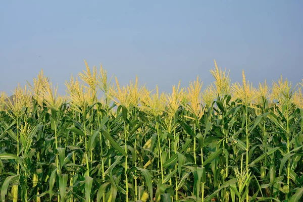 Corn Garden Grubunun Yakın Plan Mavi Gökyüzü Arka Planına Sahip — Stok fotoğraf
