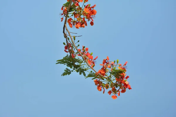 Mavi Gökyüzü Arka Planına Sahip Grup Delonix Regia Çiçeğini Kapat — Stok fotoğraf