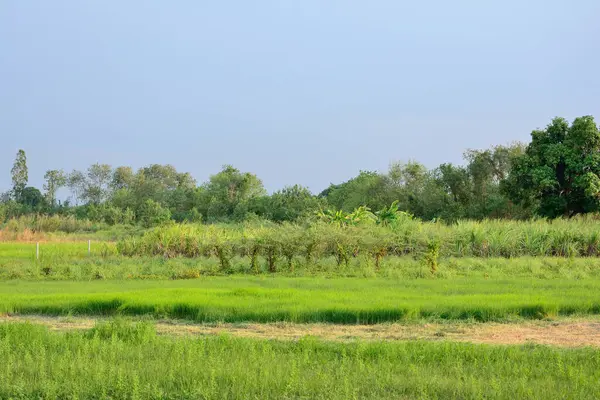 Blick Auf Grasfeld Und Baum Mit Blauem Himmel Hintergrund — Stockfoto