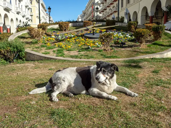 Sdf Beau Chien Sur Pelouse Dans Centre Thessalonique — Photo