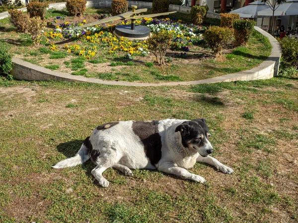 Sdf Beau Chien Sur Pelouse Dans Centre Thessalonique — Photo