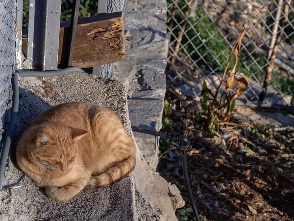 Beau Chat Dans Rue Thessalonique — Photo