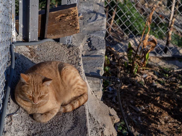 Красивая Кошка Улице Салоники — стоковое фото