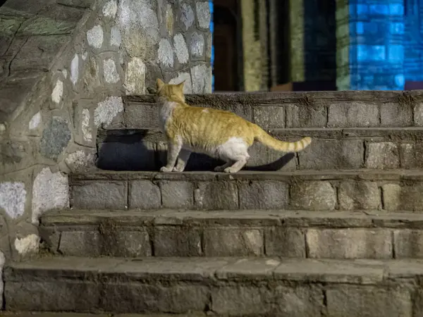 Gato Doméstico Que Sube Sigilosamente Los Escalones Del Templo —  Fotos de Stock