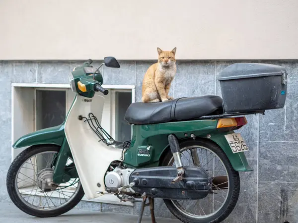 Gato Guarda Ciclomotor Las Calles Atenas — Foto de Stock