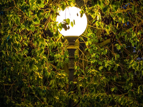 Gece boyunca Atina parkında fener..