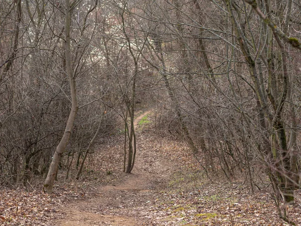 Brno şehrindeki ormandaki yol manzarası.