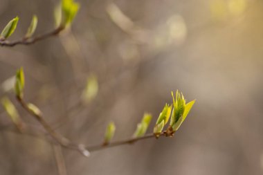 İlk Bahar yumuşak yaprakları
