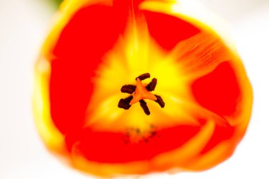 turuncu bir Lale yakın çekim