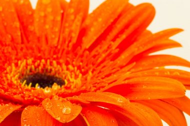 güzel parlak turuncu gerber