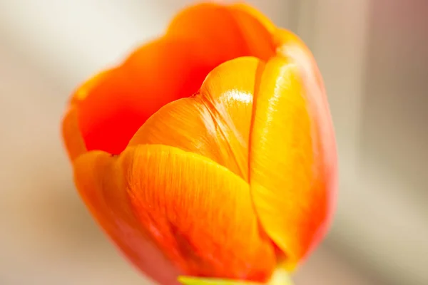 Perto de uma tulipa laranja — Fotografia de Stock