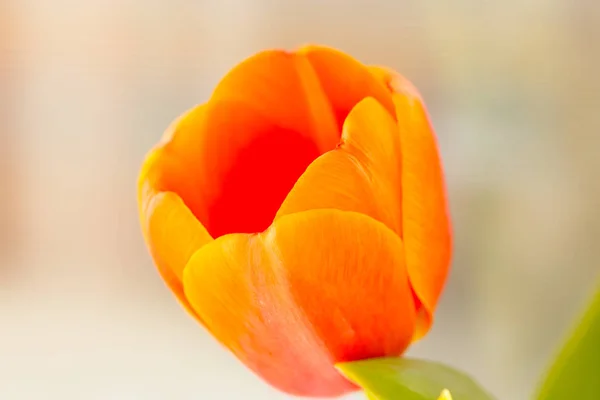 Perto de uma tulipa laranja — Fotografia de Stock